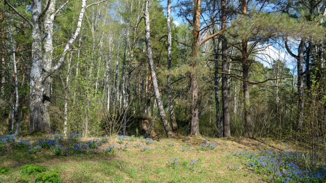 Explore a serene spring forest landscape filled with vibrant wildflowers and tall birch trees.