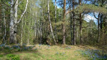 Explore a serene spring forest landscape filled with vibrant wildflowers and tall birch trees.